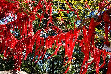 《终焉之玛格诺利亚：终结的玉兰花》正式解锁 国区售价78元