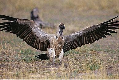 天际老奶奶的心愿：希望B社快点推出《上古卷轴6》